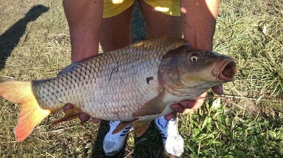 Puiesti - img3348.JPG